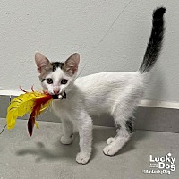 adopt a pet