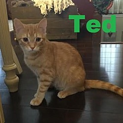 Thumbnail photo of Ted -Adopted March 2017 #4