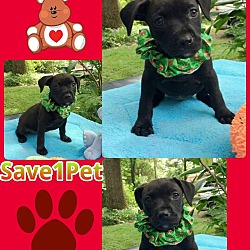 Thumbnail photo of Andrew Pup #1 #4