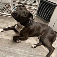 adopt-pet