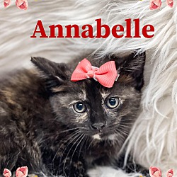Photo of Annabelle