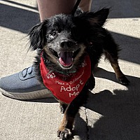 adopt a pet