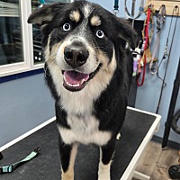 adopt a pet