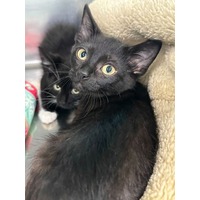 adopt-pet