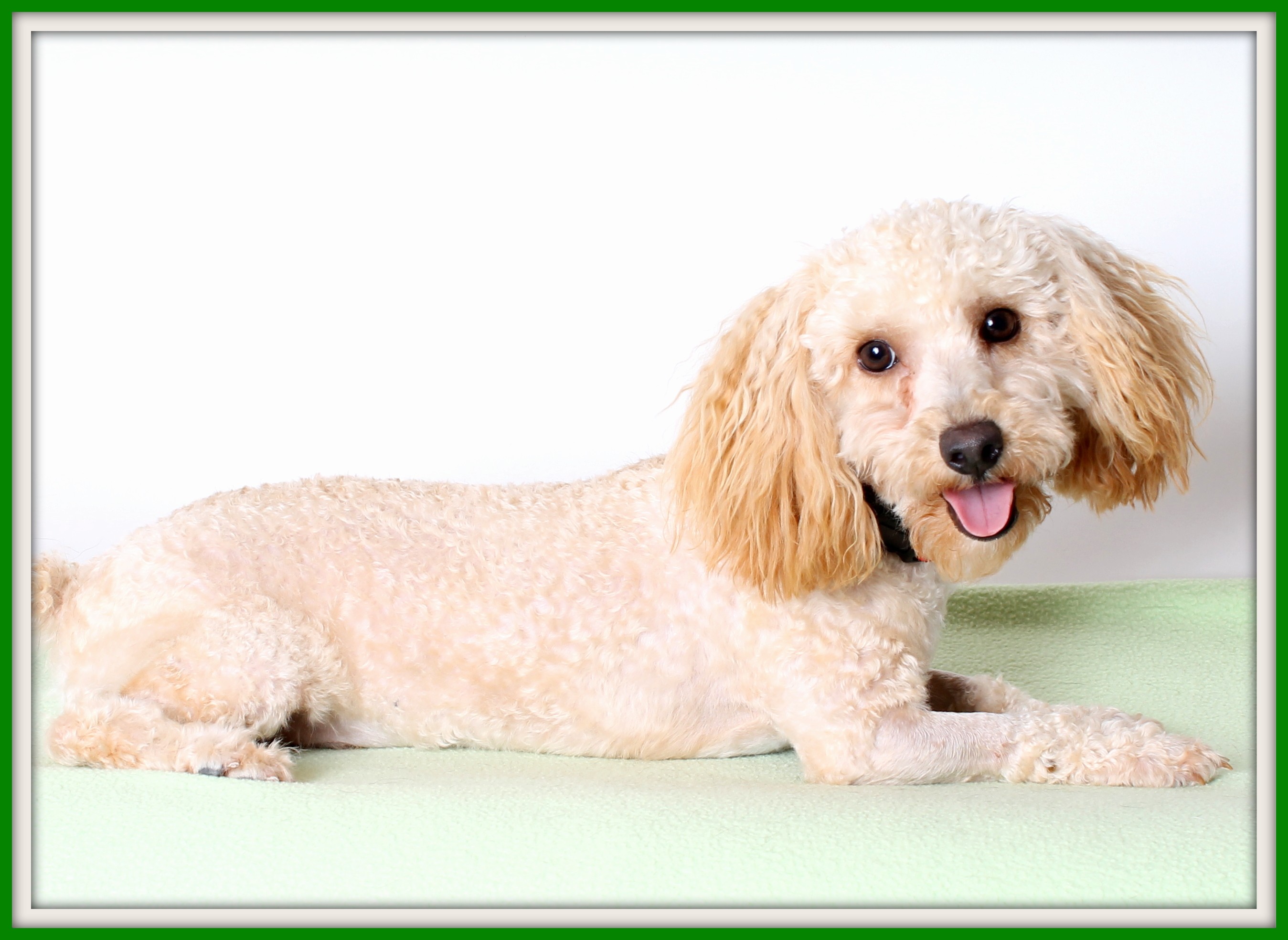 snickerdoodle poodle