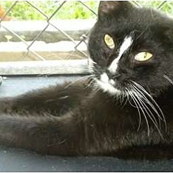 Kittens For Sale In Baton Rouge Louisiana Adoptapet Com