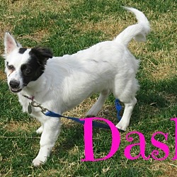 Thumbnail photo of Dash #1