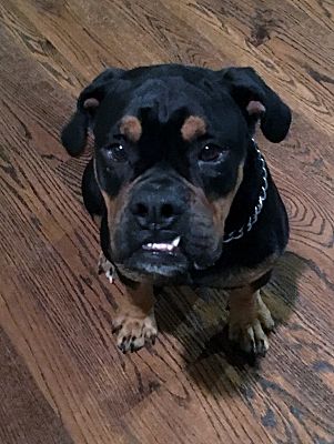English bulldog discount mixed with rottweiler