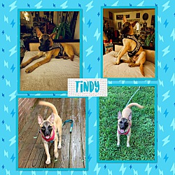 Thumbnail photo of Tindy~adopted! #2