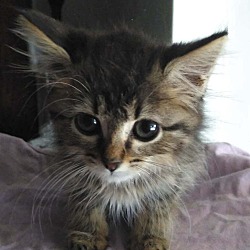 Thumbnail photo of Critter #2