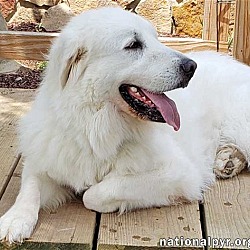 Thumbnail photo of Missy in TN - Sweet & Gentle Companion #2