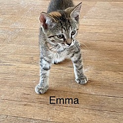 Thumbnail photo of Emma (T1) #3