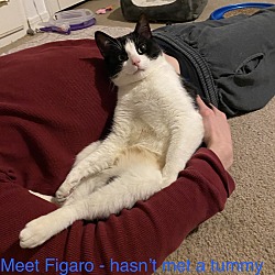 Thumbnail photo of Figaro #4