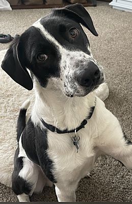 Border collie pointer lab mix cheap
