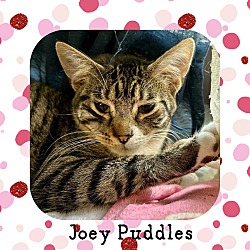 Photo of Joey Puddles