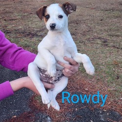 Photo of Rowdy