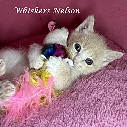 Photo of WHISKERS NELSON