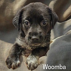 Photo of Woomba