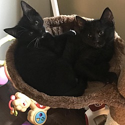 bonded pet photo