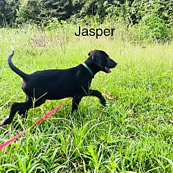 Thumbnail photo of Jasper #4