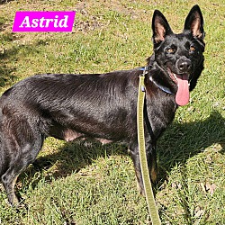 Thumbnail photo of Astrid #1