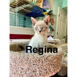 Thumbnail photo of Regina (Milagro Litter) #1