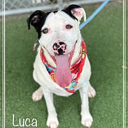 Thumbnail photo of LUCA #2