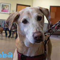 adopt a pet