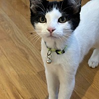 adopt a pet