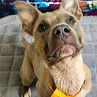 adopt a pet