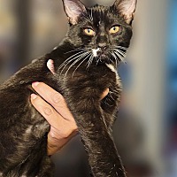 adopt-pet