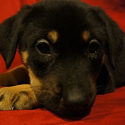 Thumbnail photo of Kika-Adopted! #1