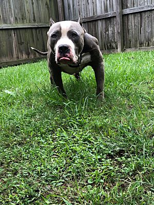 Tampa Fl Cane Corso Meet Rocco A Pet For Adoption