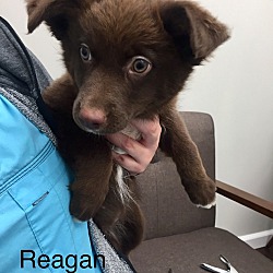 Thumbnail photo of Reagan #1