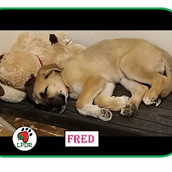 Thumbnail photo of Fred - NoTheme Litter #4