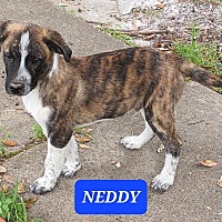 Photo of Neddy