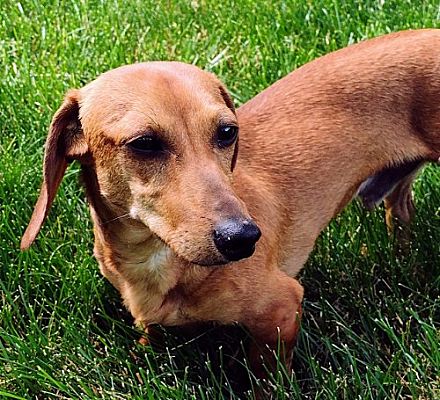 Sioux Falls, SD - Dachshund. Meet Parker a Pet for Adoption - AdoptaPet.com