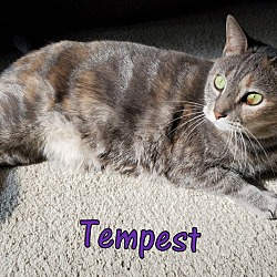 Photo of Tempest