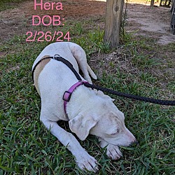 Thumbnail photo of Hera #1