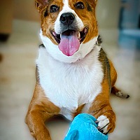 adopt a pet