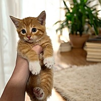 adopt a pet