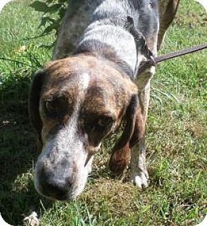 Plott Walker Hound 2025