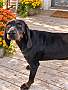 LIBERTY BELLE - Black and Tan Coonhound / Coonhound available for adoption