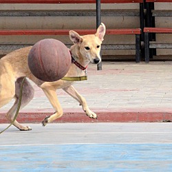 Thumbnail photo of Bunny-Indian Pariah dog #3