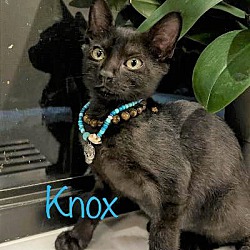 Photo of Knox