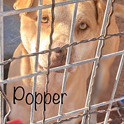 Photo of Popper