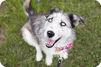 border terrier husky mix