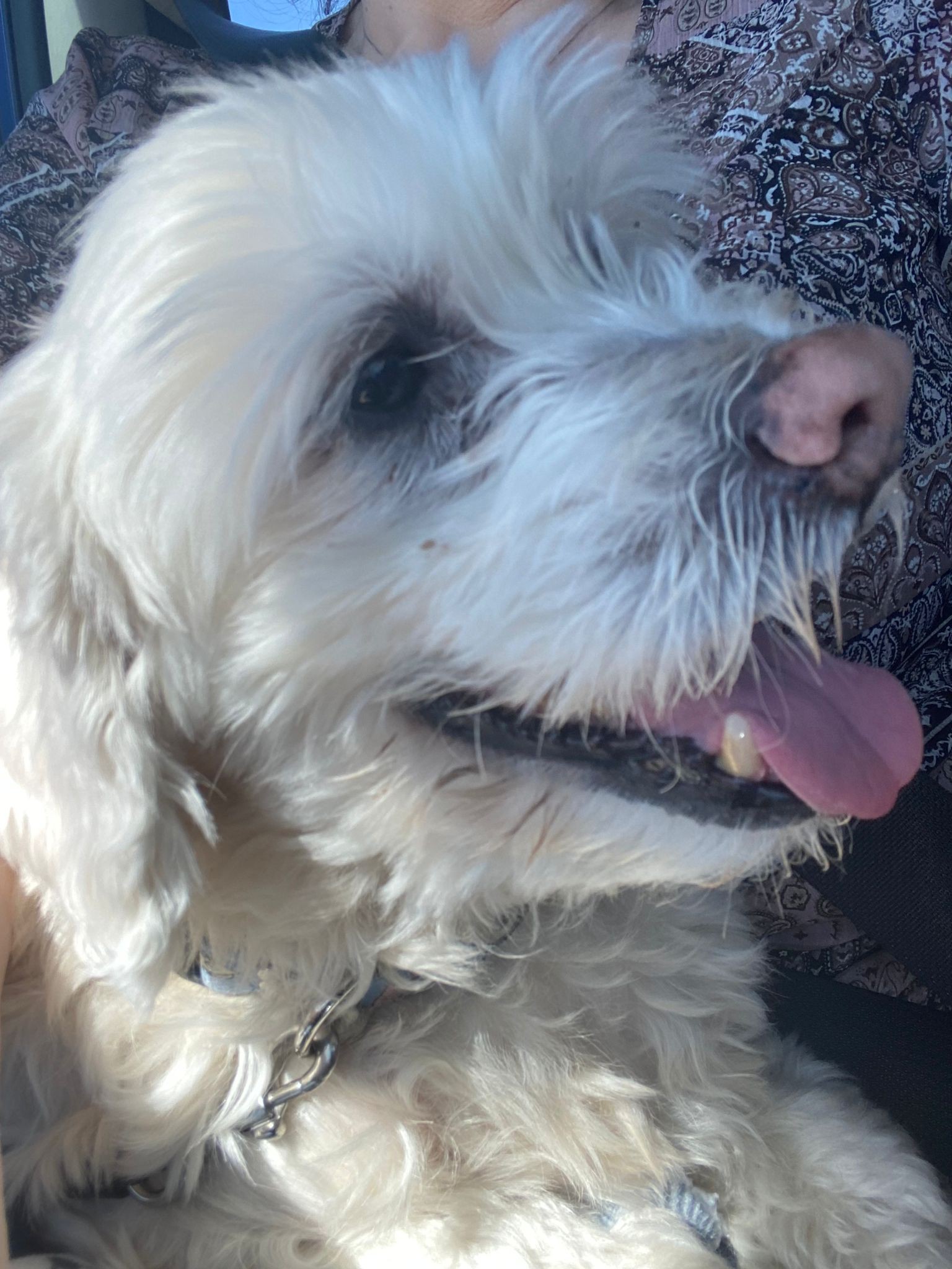 Adopt Louie a White Shih Tzu / Mixed dog in Tacoma, WA (41448436 ...