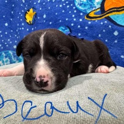 Thumbnail photo of Beaux #1