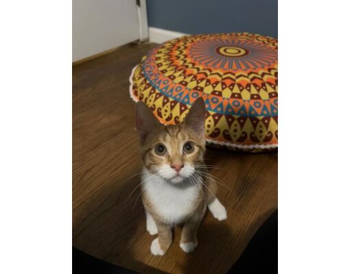 West Bloomfield Mi Domestic Shorthair Meet Tommy A Pet For Adoption Adoptapet Com